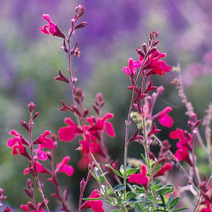 desert-flowers-autumn-sage